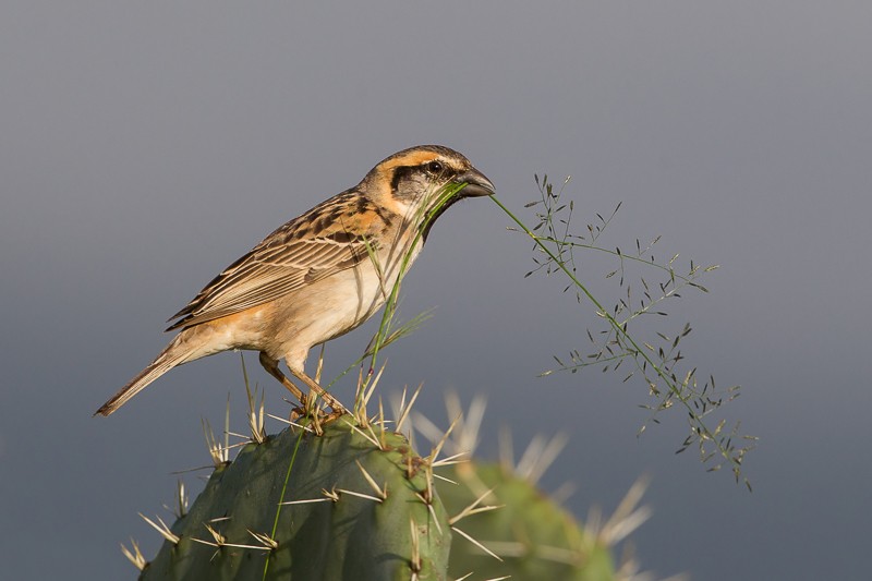 Shelley's Rufous Sparrow