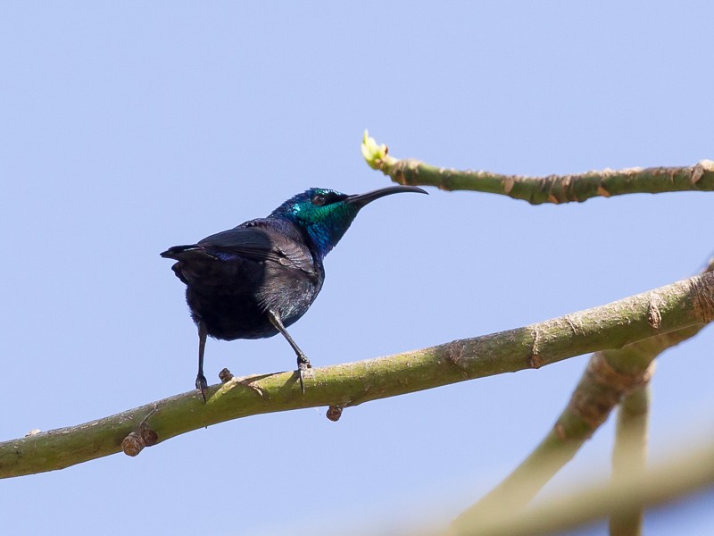 Madagascar Green Sunbird