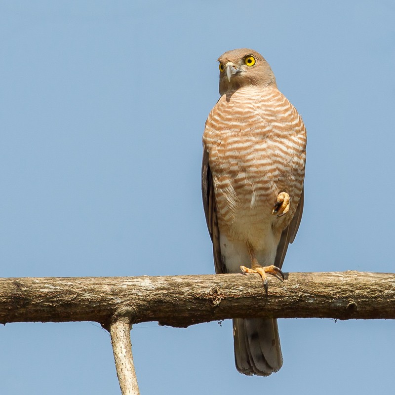 Frances's Sparrowhawk