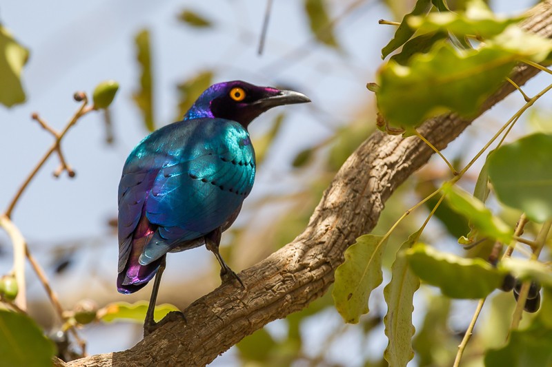 Purple-glossy Starling