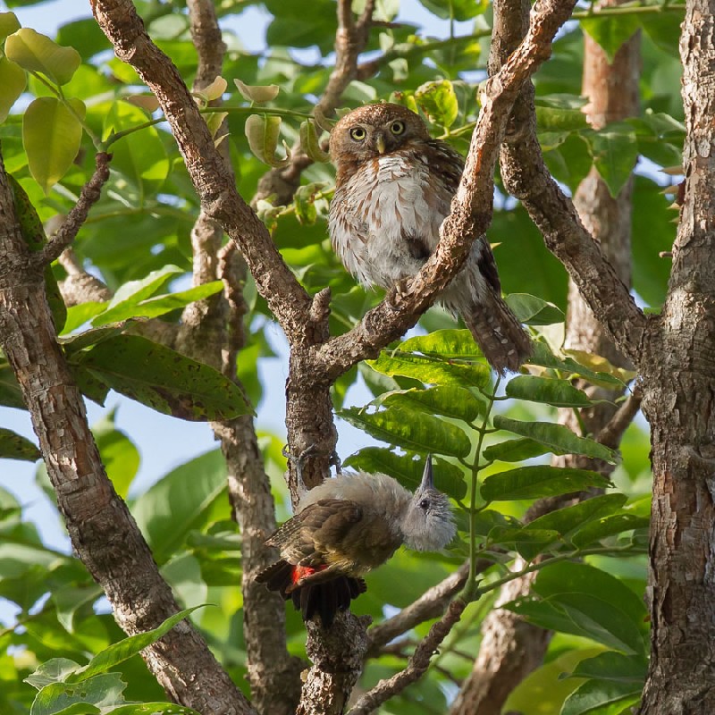 Pearl-spotted Owlet being chased away by the woodpecker