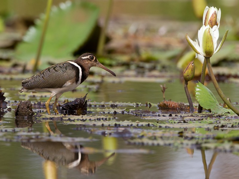 Greater Painted-snipe