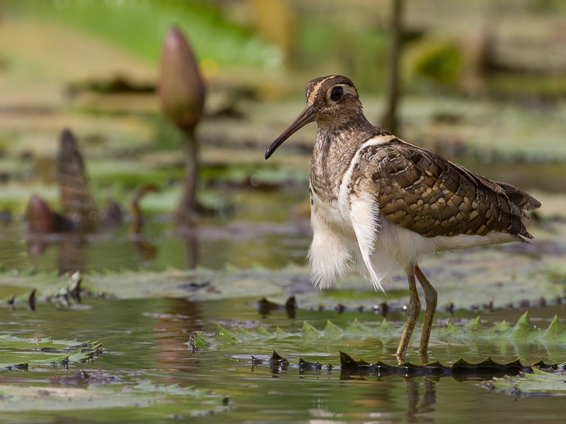 Greater Painted-snipe