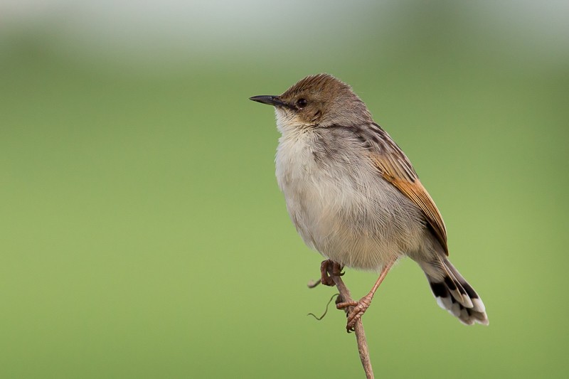 Ethiopian Cisticola
