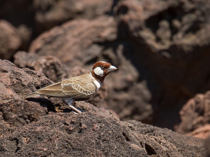 Chestnut-headed Sparrow Lark