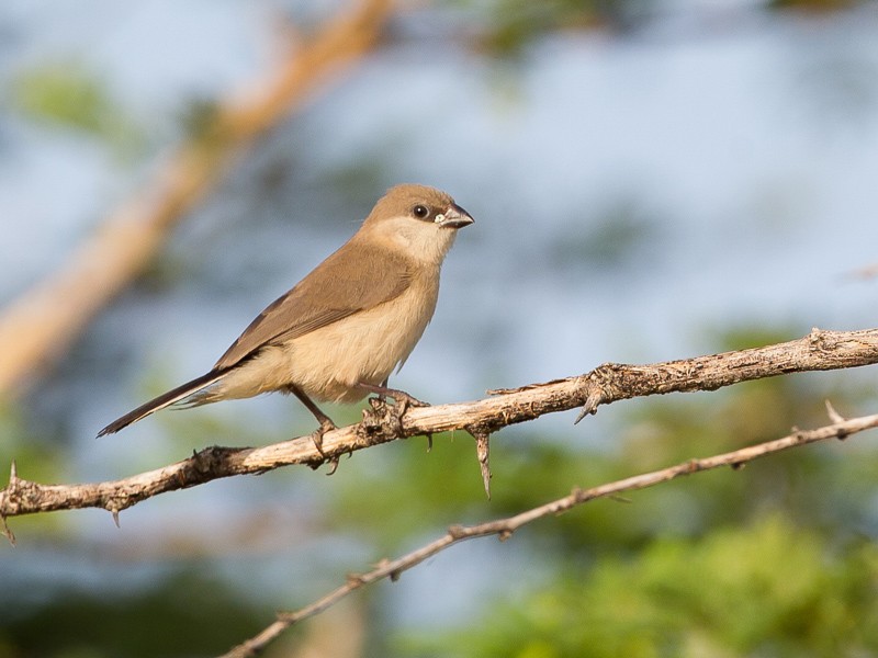 Black-rumped Waxbill