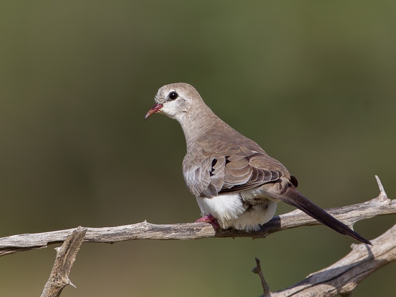 Namaqua Dove