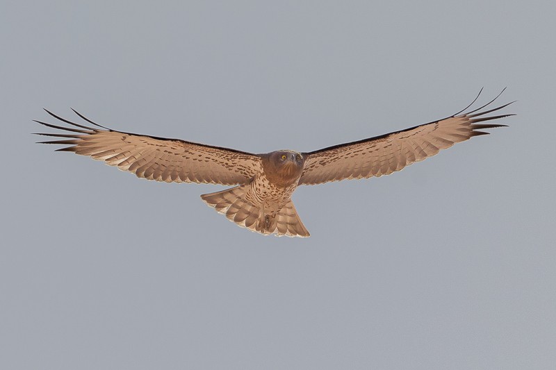 Short-toed Snake Eagle