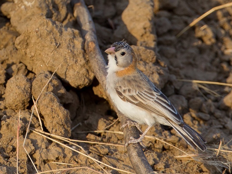 Speckle-fronted Weaver