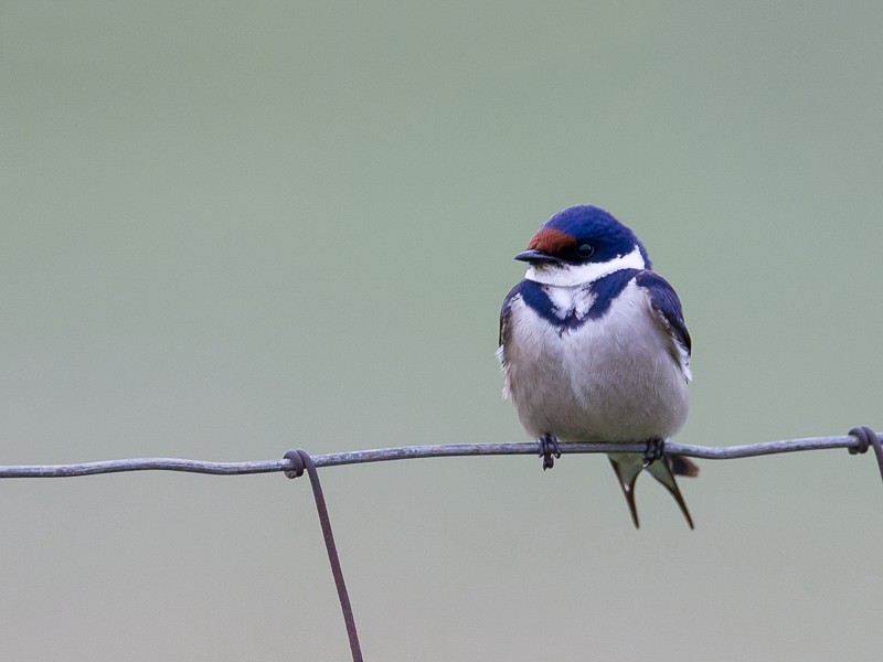 White-throated Swallow