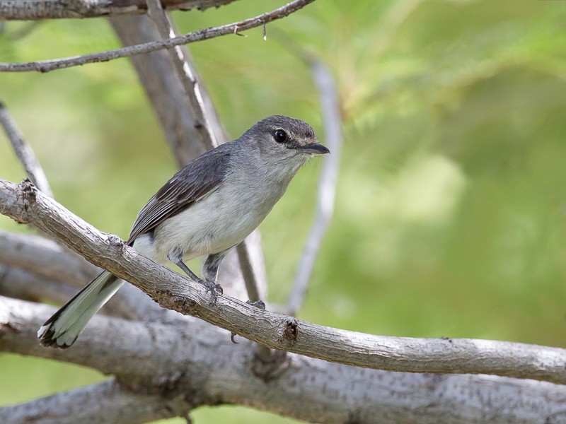 Grey Tit-flycatcher