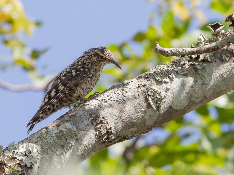 African Spotted Creeper