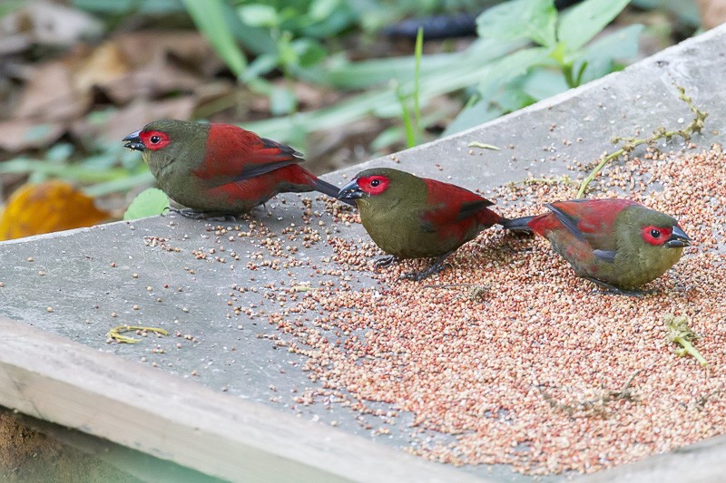 Red-faced Crimsonwing