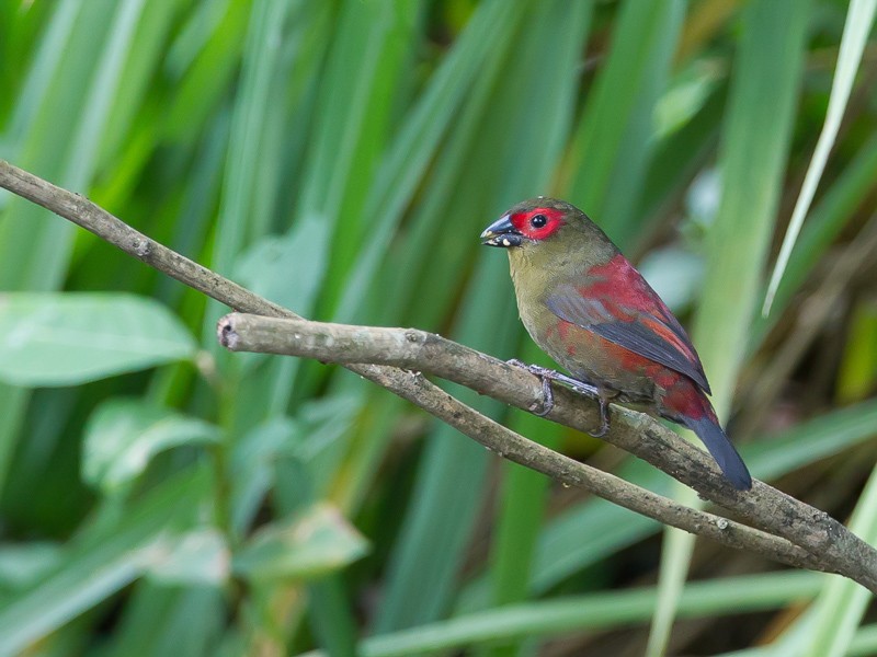 Red-faced Crimsonwing