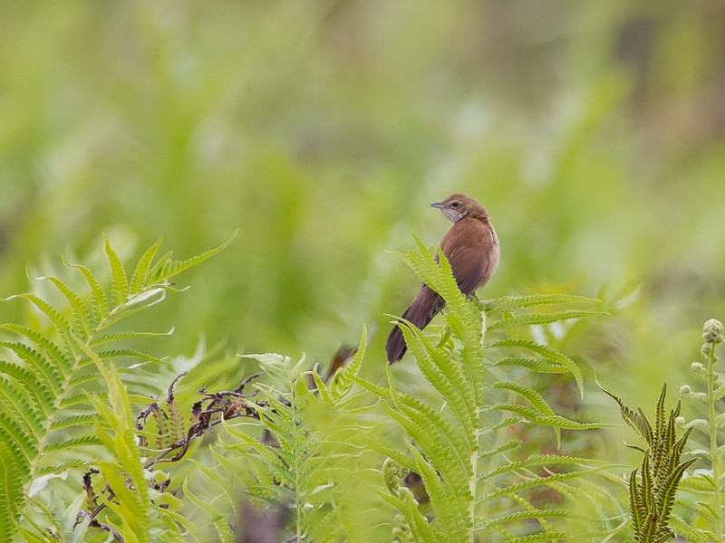 Fan-tailed Grassbird