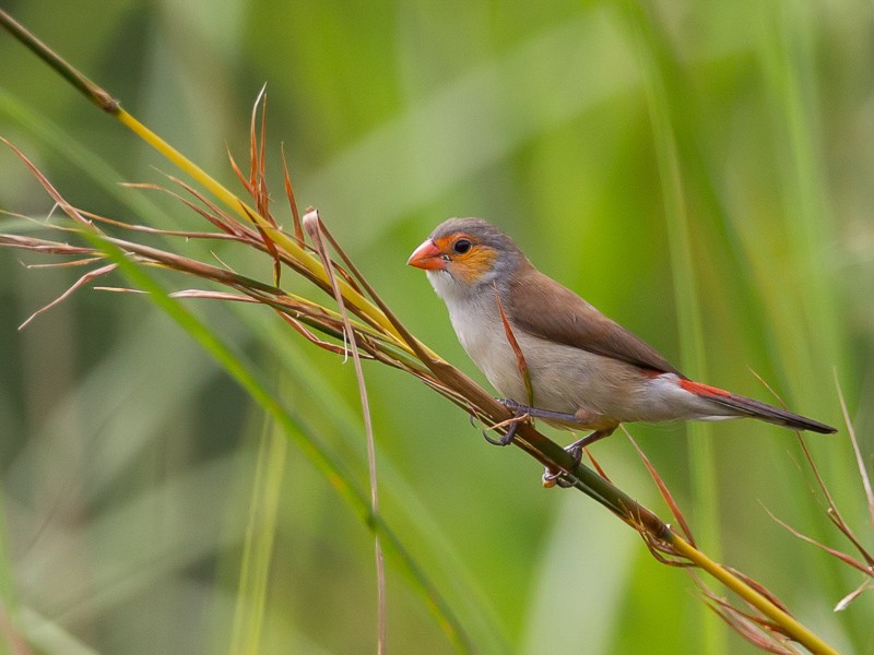 Orange-cheeked Waxbill