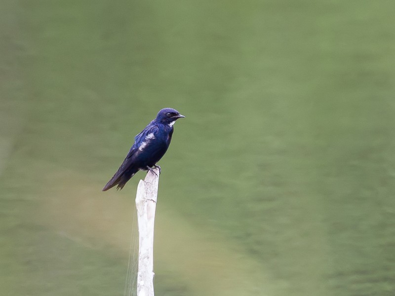 White-throated Blue Swallow