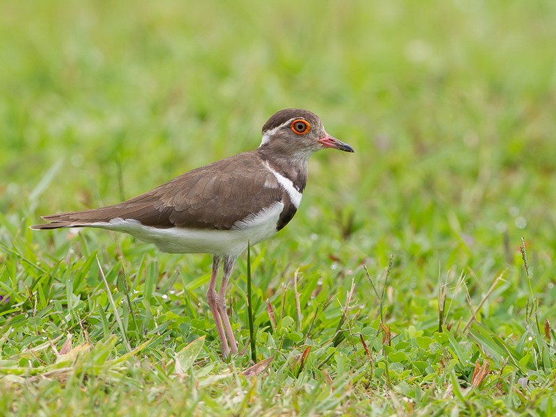Forbes's Plover