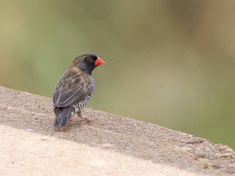 Quailfinch