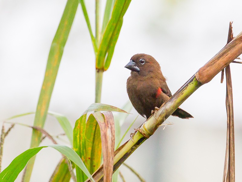 Black-bellied Seedcracker