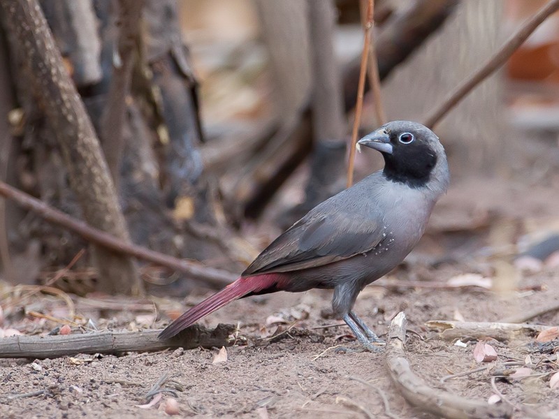 Black-faced Firefinch