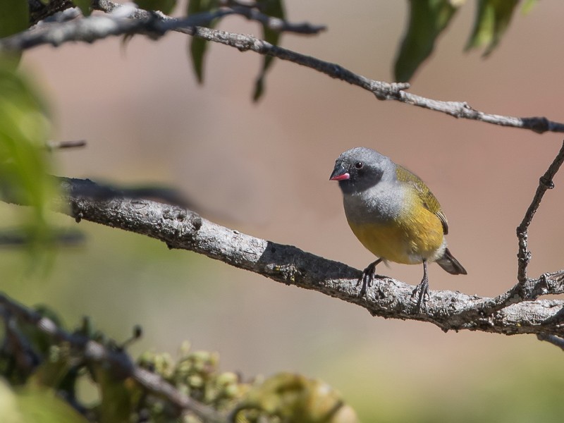 Angolan Waxbill