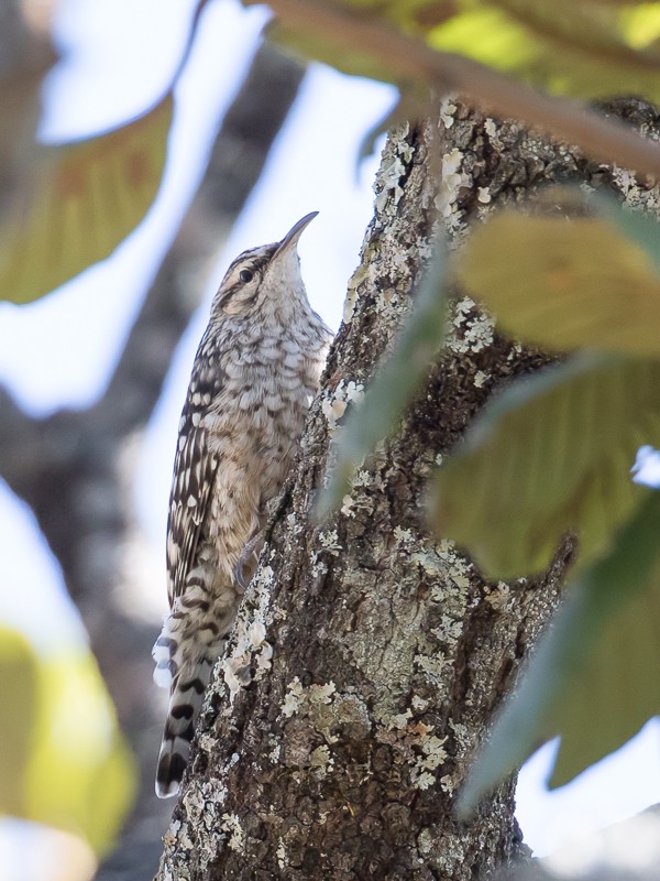 African Spotted Creeper