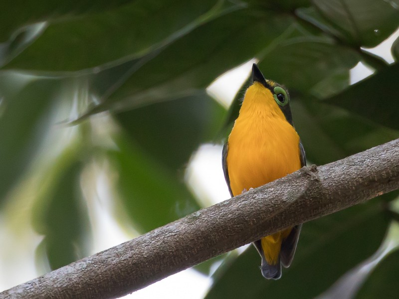 Yellow-bellied Wattle-eye