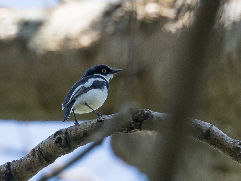 Angolan Batis