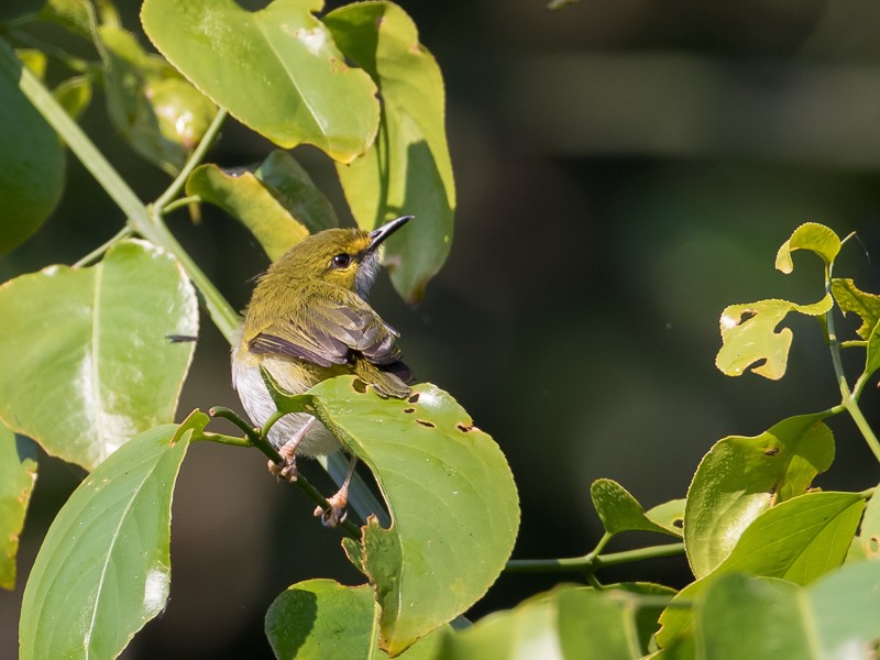 Yellow-browed Camaroptera