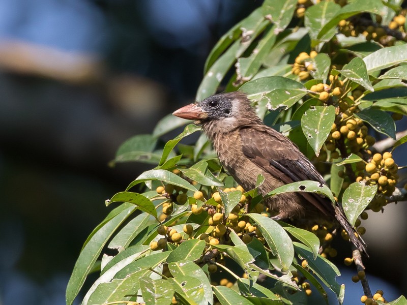 Naked-faced Barbet