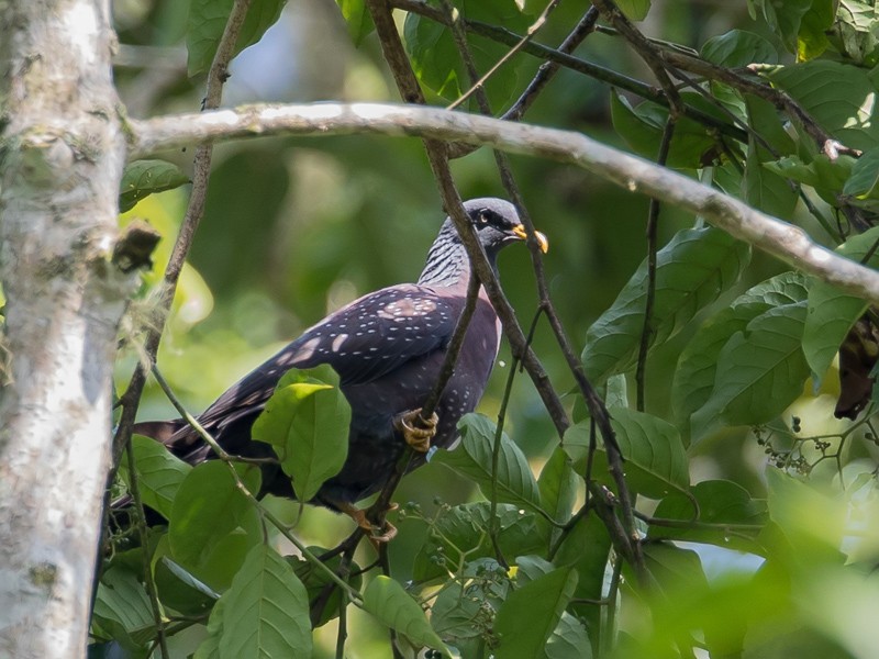 Sao Tome Olive Pigeon