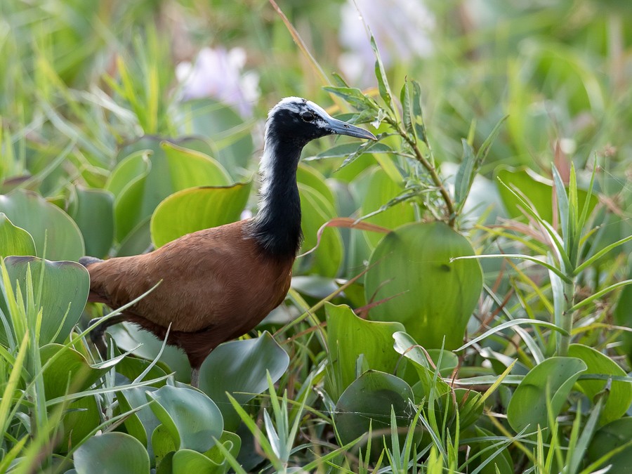 Madagascan Jacana