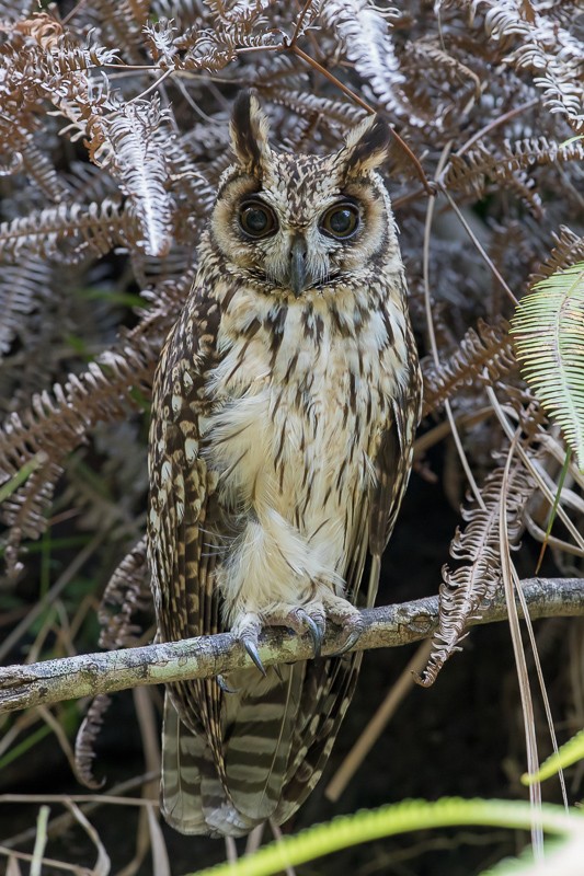 Madagascan Owl