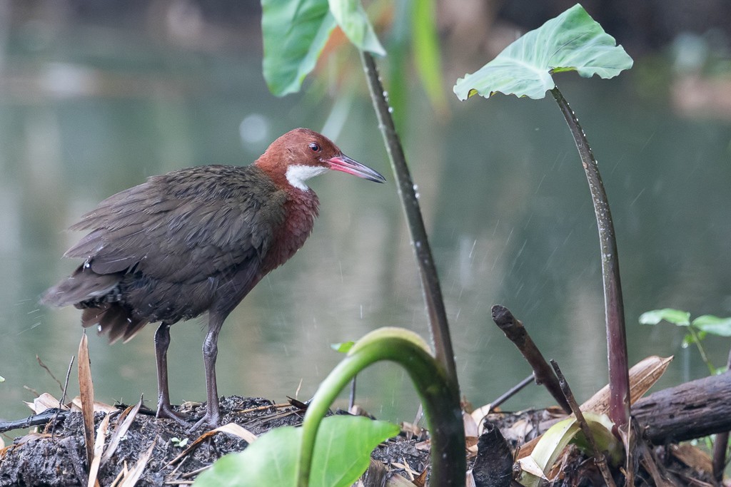 White-throated Rail