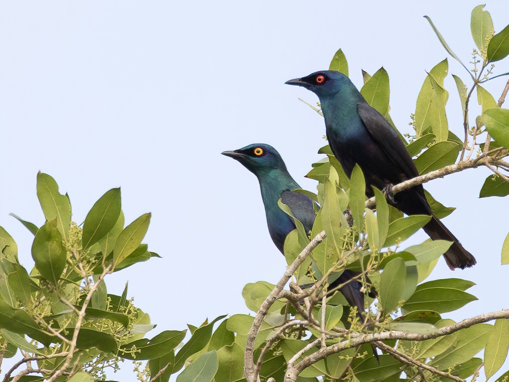 Black-bellied Starlings