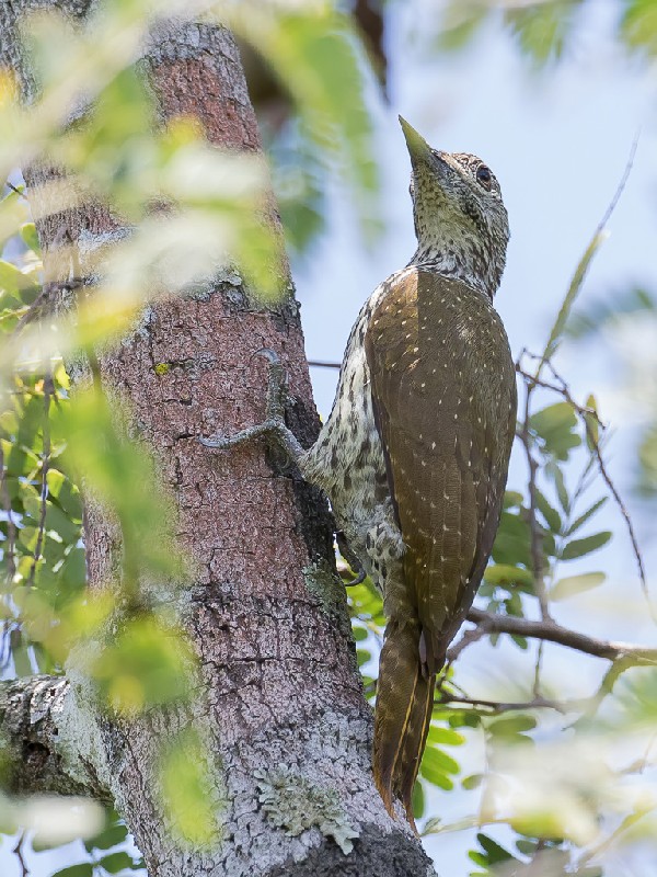 Mombasa Woodpecker