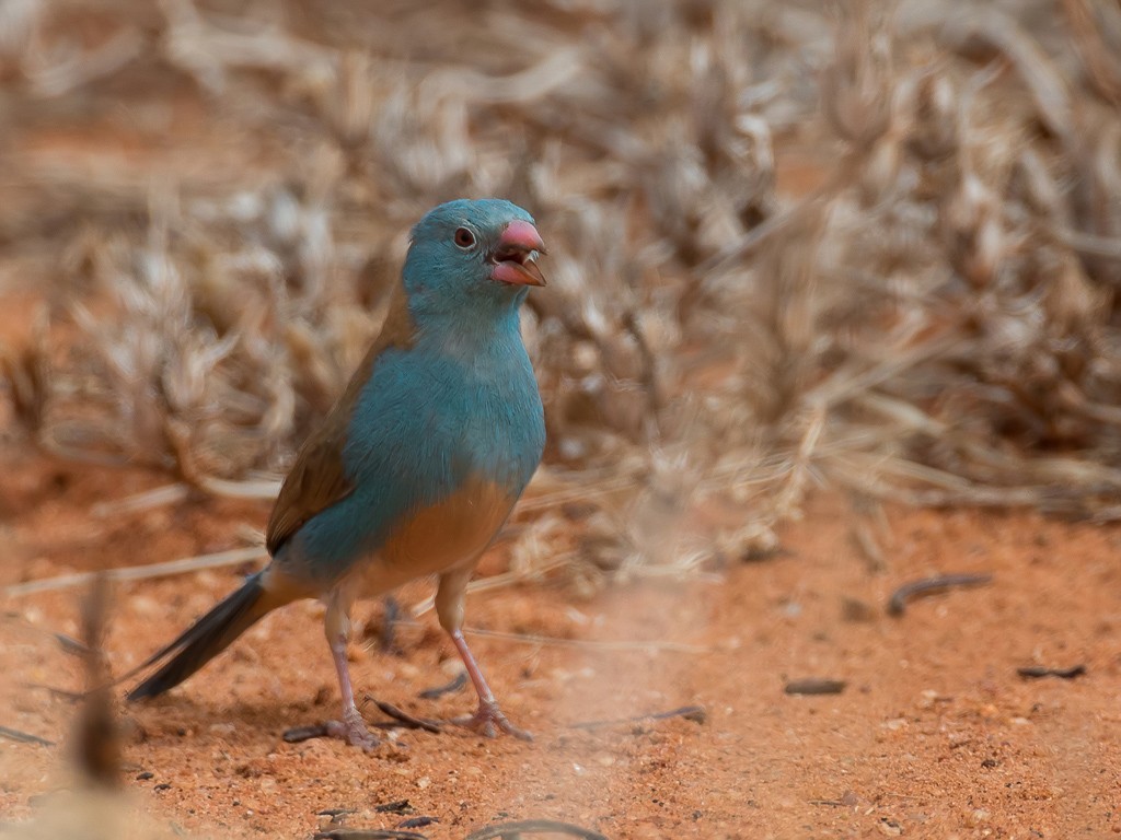 Blue-capped Cordon-bleu