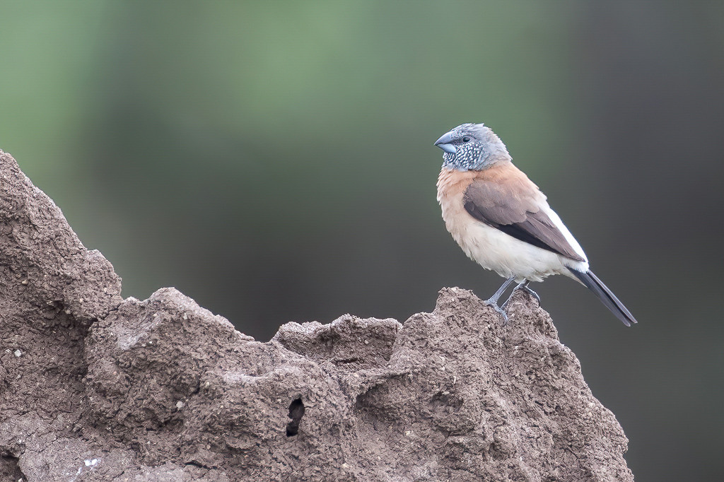 Grey-headed Silverbill