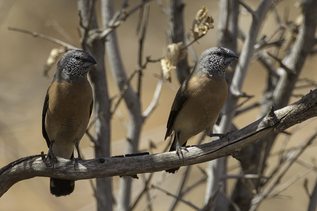 Grey-headed Silverbill