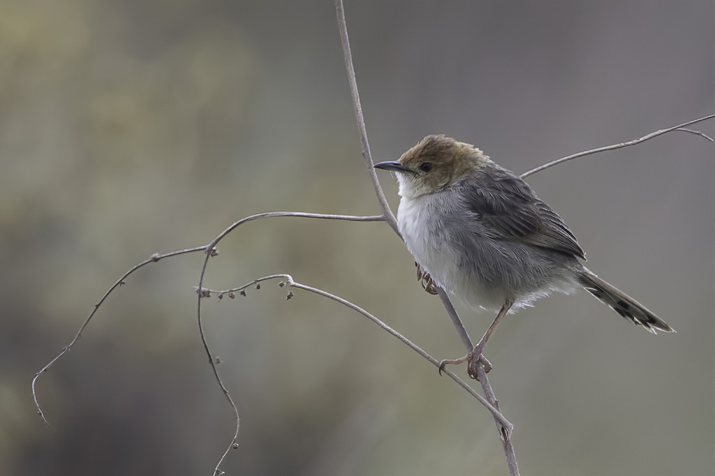 Churring Cisticola