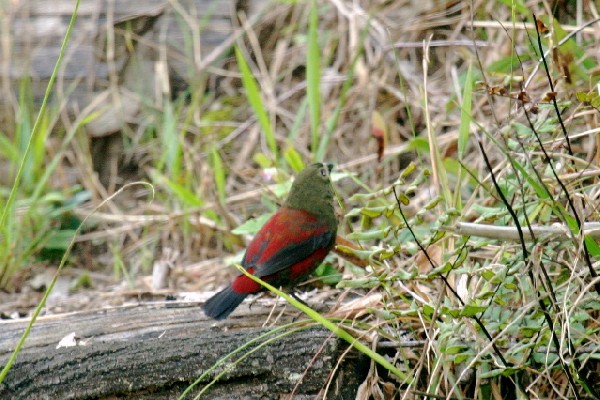 Red-faced Crimsonwing