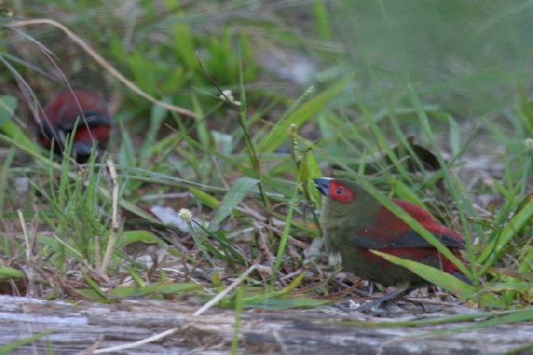 Red-faced Crimsonwing