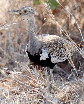 Redcrested (Korhaan) Bustard