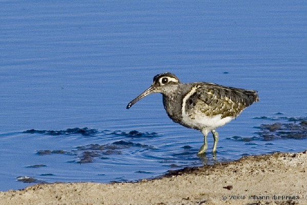 Greater Painted-snipe