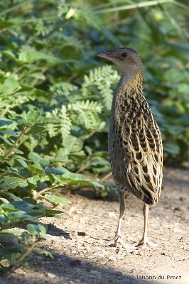 Corncrake