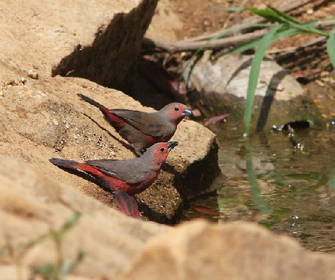 Mali Firefinch