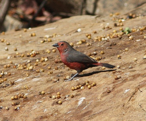 Mali Firefinch
