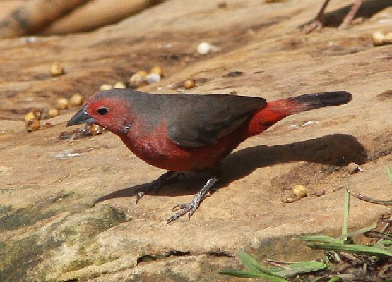Mali Firefinch