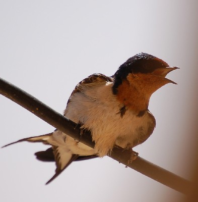 Red-chested Swallow